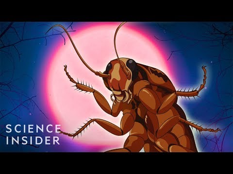 image-What is the maximum age of a cockroach?