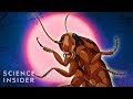 Why Cockroaches Are So Hard To Kill