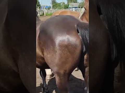 Beautiful Horse in my village । Horses Meeting now