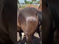 Beautiful Horse In My Village Horses Meeting Now
