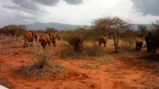 preview picture of video 'Safari Adventure Games with Elephants in Ngutuni Wildlife Conservancy Kenya Mombasa'