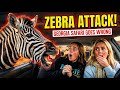 Zebras Try To Get Treats From Car Windows In Georgia Safari