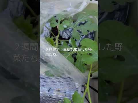 なぜトマトに牛乳をかけるのでしょうか？副作用はありますか?  庭園