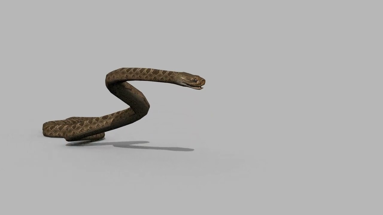 Pro Rattlesnake Snake - 8k - 3d animated 3D Model