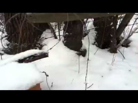 Getting rid of some pest squirrels using bodygrips