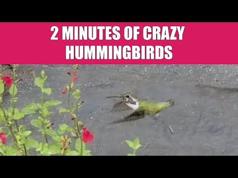 2 Minutes Of Crazy Hummingbirds