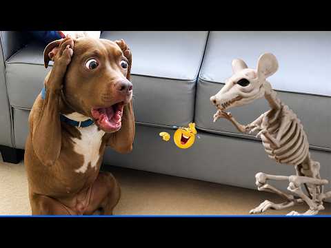 Funny Animals 2026 😂The Funniest Cat & Dog Moments Compilation 😁.