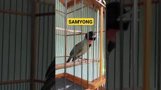 Download lagu burung kicau SAMYONG gacor dor dorr viral mp3