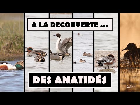 , title : 'A LA DECOUVERTE DES ANATIDES (Canards, cygnes et oies)'