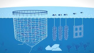Self-Sustaining Ocean Farms