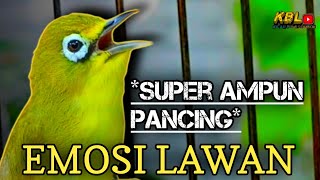 Download lagu CIAK CIAK JOSS KECIAL KUNING AMPUH||PANCINGAN KECIAL MALAS BUNYI|| mp3