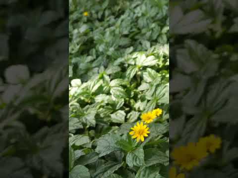 #Beautifulflower2023