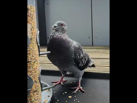 Hungry Pigeon- Wrinkle