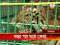 Injured Tiger To Be Released In Sunder Ban Jungle After Treatment