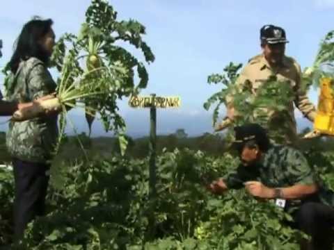 Orang kehilangan potensi Manfaat untuk potensi telur puyuh