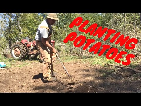 , title : 'Picking stones and planting potatoes the victory Gardens Sares'