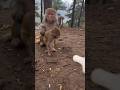 Milk P2 Shorts Trending Monkey Milk Drink Hindu Ayodhya Hanuman Million Viral Video