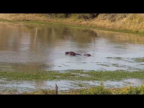 Djuma: Three Hippos - 15:02 - 07/07/2022