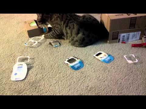 Cat likes the smell of mint floss boxes