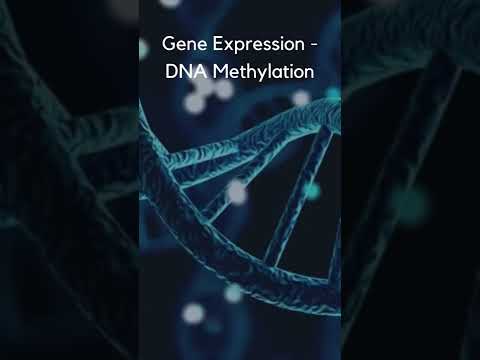 DNA Methylation…