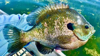 Fishing for GIANT Shallow Water Bluegill!!!