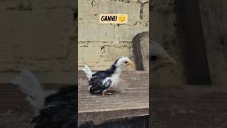 Ganhei esse pintinho garnizé #shorts