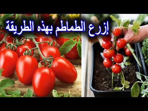 , title : 'زراعة الطماطم في المنزل'