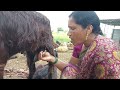 Viral Milking Vlog