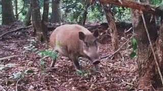 年間300頭の捕獲事例も！ファーレ旭式くくり罠の紹介 – イノホイ