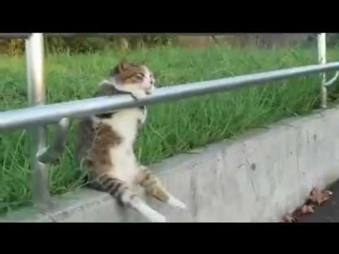 Cat And Bukowski Wax Philosophical About Life