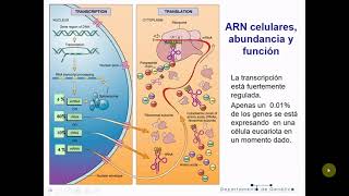 Genética T7: Transcripción y Procesamiento - Biología Celular y Tisular