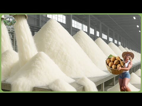 How Sugar Is Made - Massive Million Tons of Sugar Beet Processing In Factory