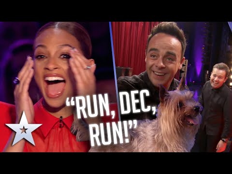 TOO FUNNY! Dog chases Ant around the stage! I Audition I BGT Series 9