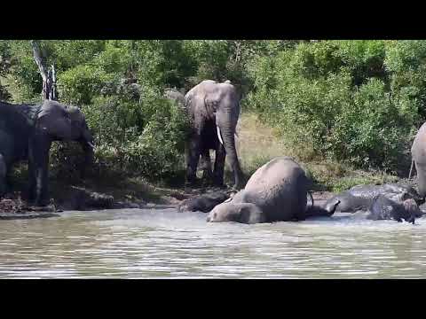 Djuma: Elephant herd having a pool party-Pt:1 - 14:26 - 03/22/20