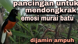 Download lagu PANCINGAN PAGI-PAGI AGAR MURAI GACOR❗❗ MURAI DIAM PASTI NYAUT EMOSI❗ mp3