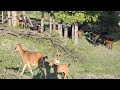Suara Kambing Mbek Mbek Kambing Hutan Banyak Sekali Peu Su