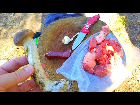 Topolov Djed - Vatrica - Šuma Hlad 🍄 Leccinum duriusculum