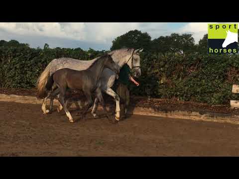 Holsteiner Stutfohlen Casall - Cassini I