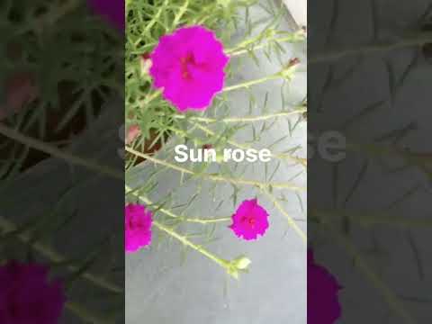 #portulaca #shorts #youtubeshorts