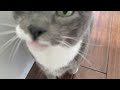 Daily Food Meows Are A Bit More Calm This Week Will It Last Have They Been Tamed