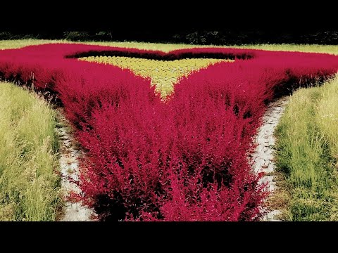 Piotr Rogala "Rogalik" - Bieszczadzkie Anioły - set na żywo (Polańczyk 2023)