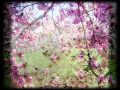 AHMAD JAMAL - SPRING IS HERE