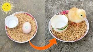 Sunlight chicken egg hatching // Sunlight incubator real egg hatching 100% result