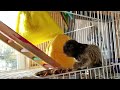 Marmoset Monkeys For Sale