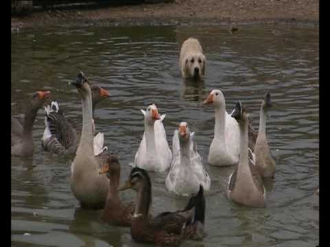 Il Medioevo 04   L' Epoca delle Grandi Cattedrali