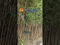 Don't Pretend by Boxcar Willie