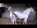Black Stallion Popping U Horse Mating Horse Breeding Videos Compilation