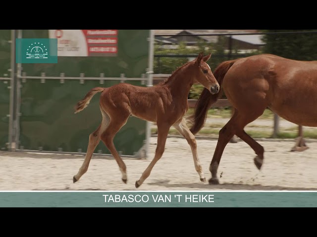 Tabasco van 't Heike
