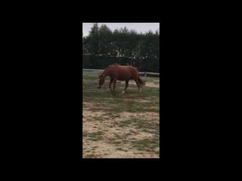 STANISLETTE **  A VENDRE **