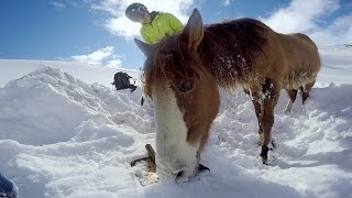 GoPro: Chilean Horse Rescue